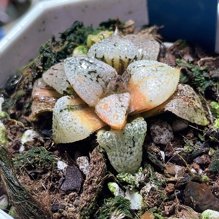 513潘多拉白银锦特选福利