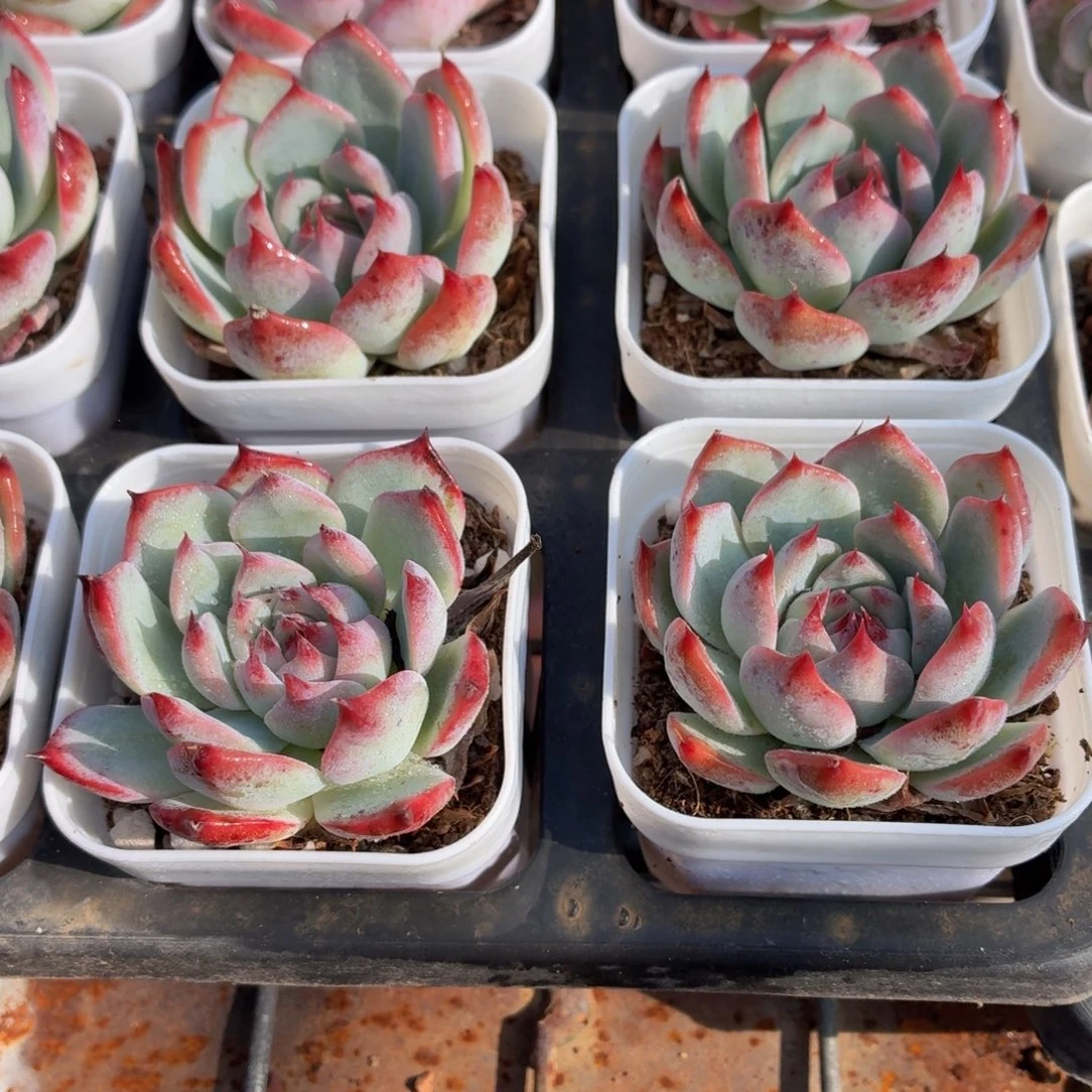 吉娃娃多肉9.9包邮发货