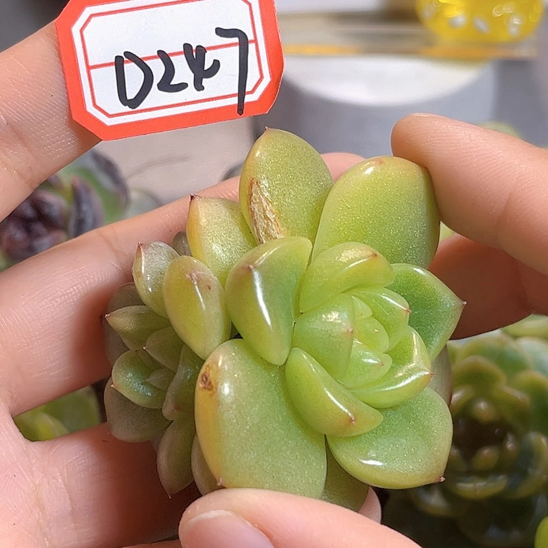 D247一物一拍 珍妮精选