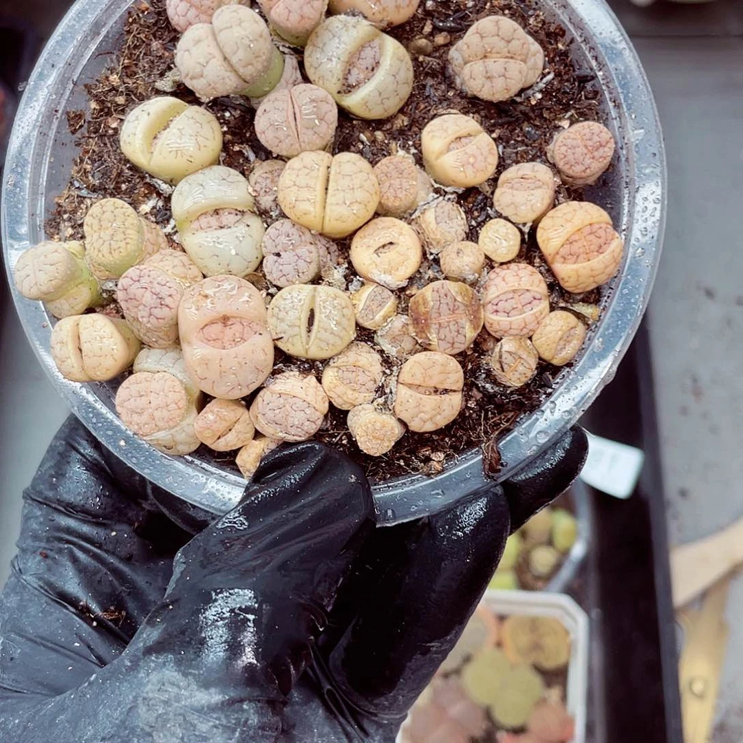 朗哥多肉18包邮0421-93