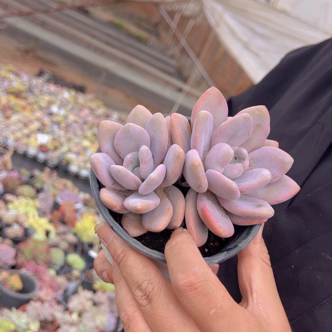 粉兔双头起发老桩