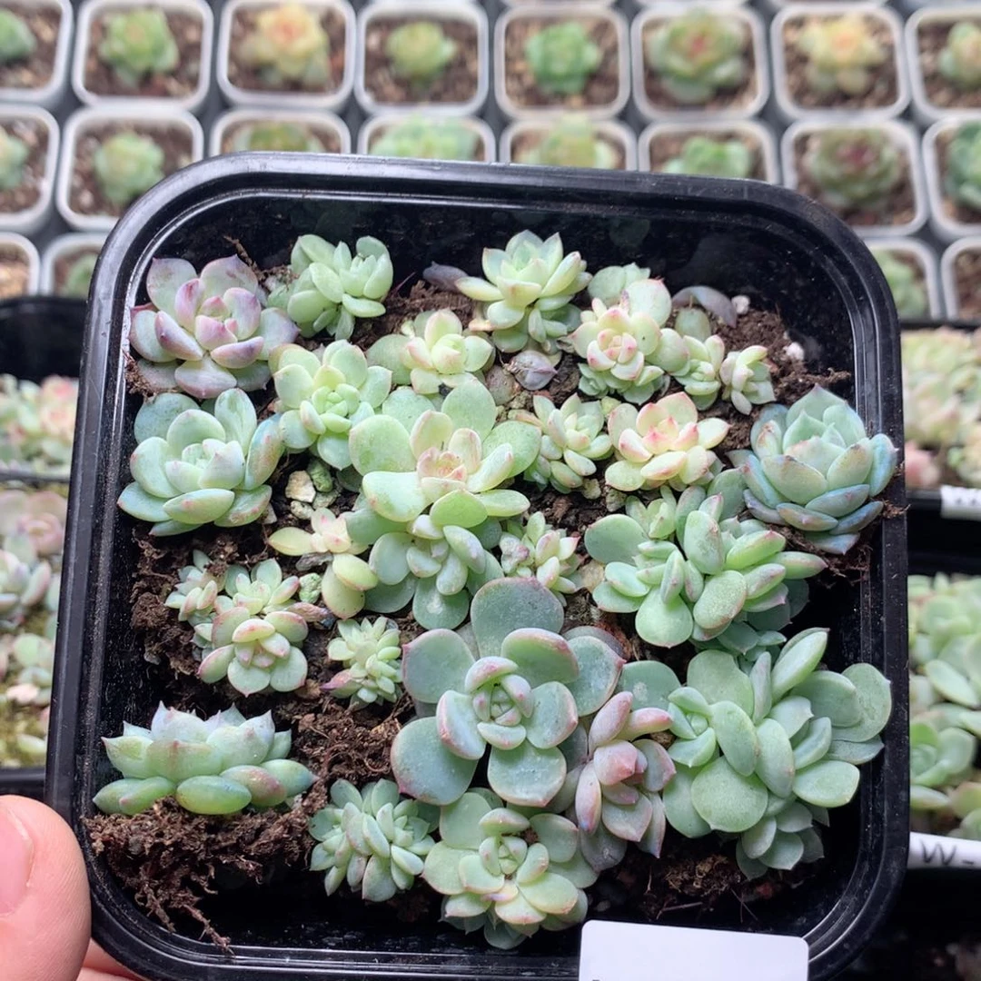 无花朵W41英语英语