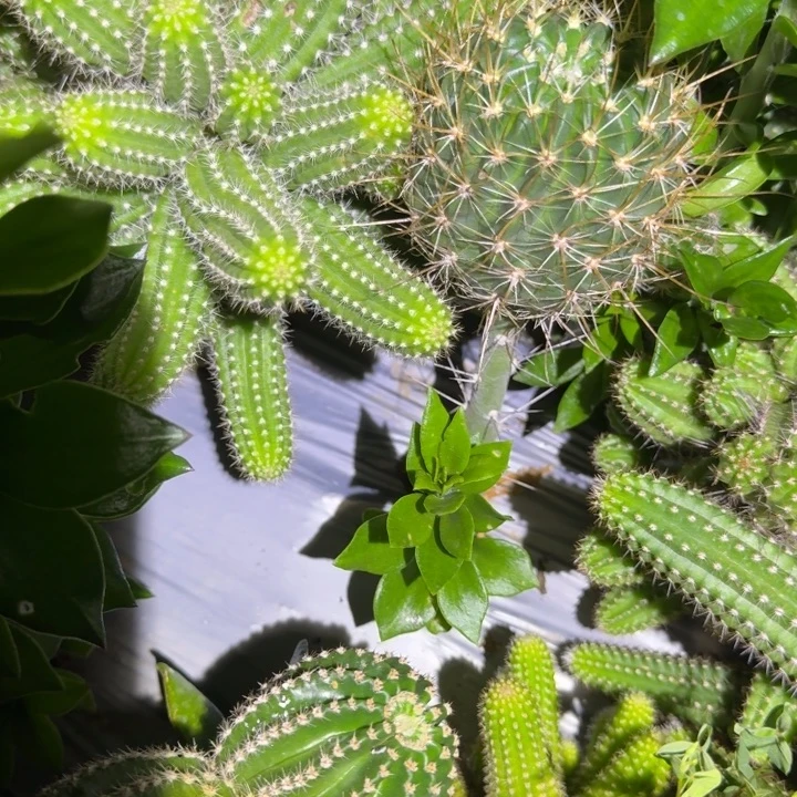 ****6强刺黑喉仙人球288