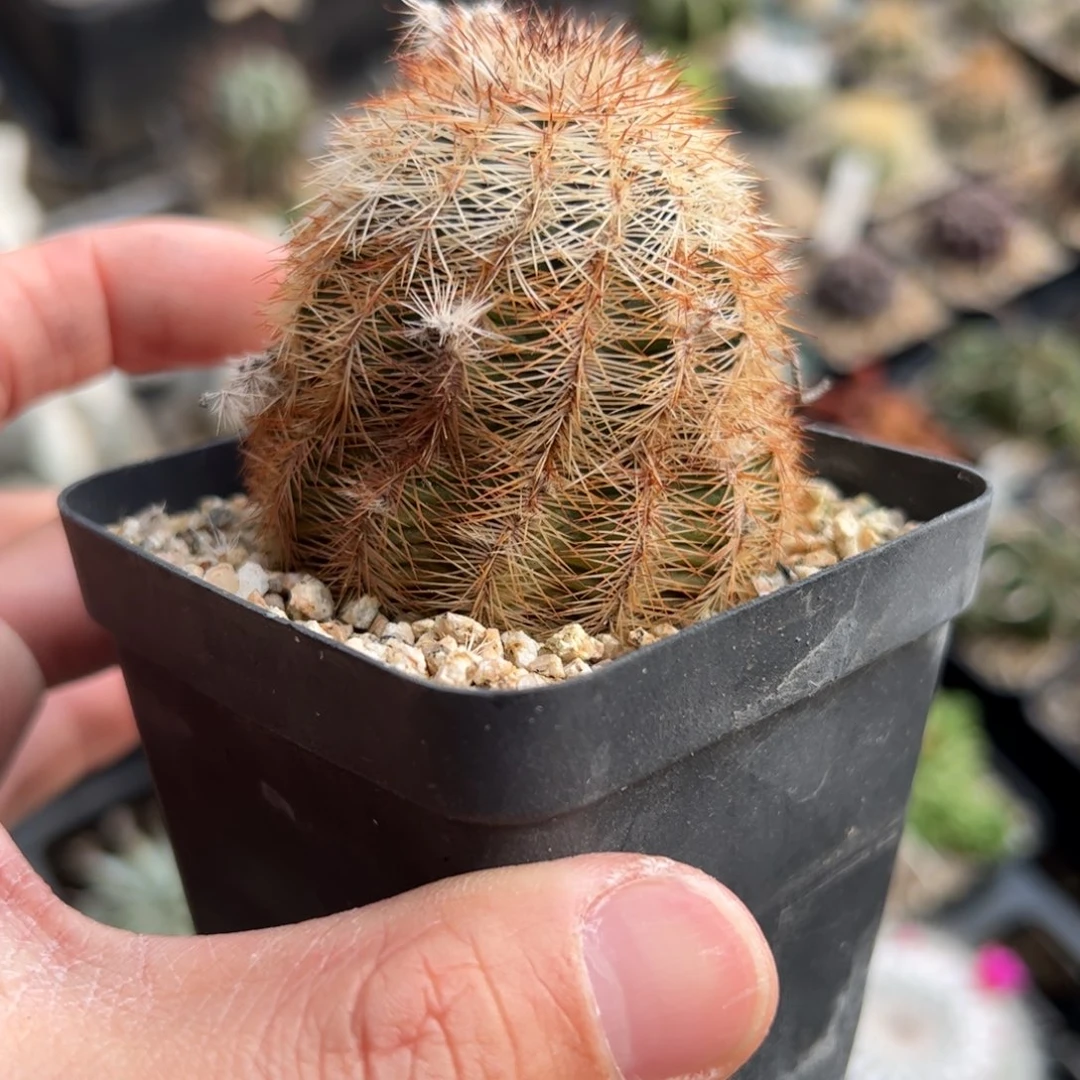 实生虾 脱土发货多肉