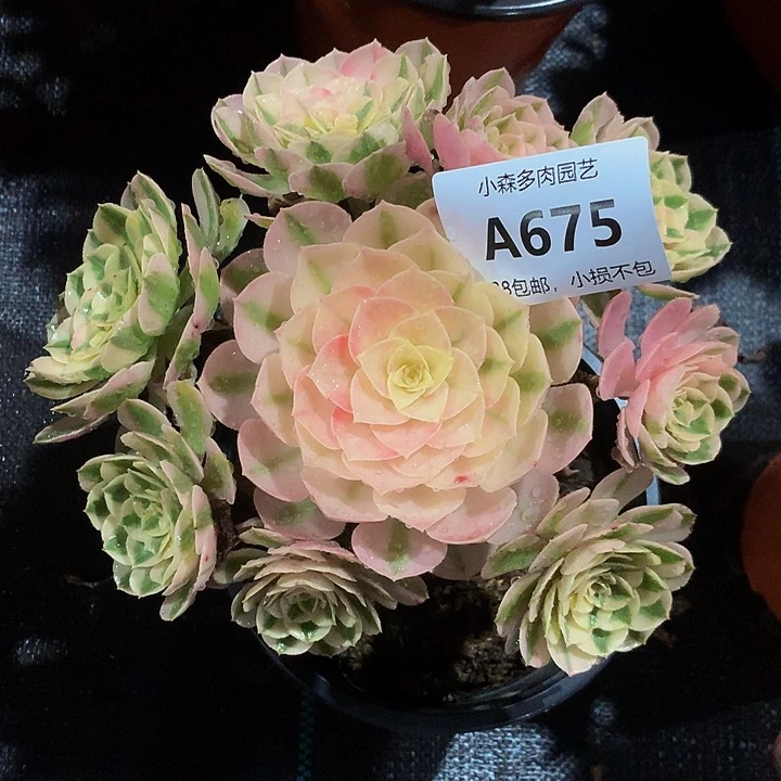 ?****师675倾城不包生死