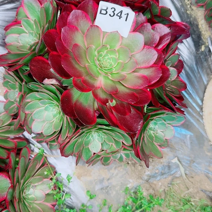 粉花妖341万圣节变异