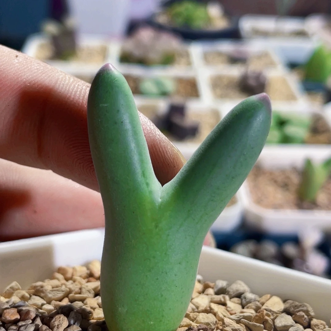 毛体皮卡丘植物一物一拍