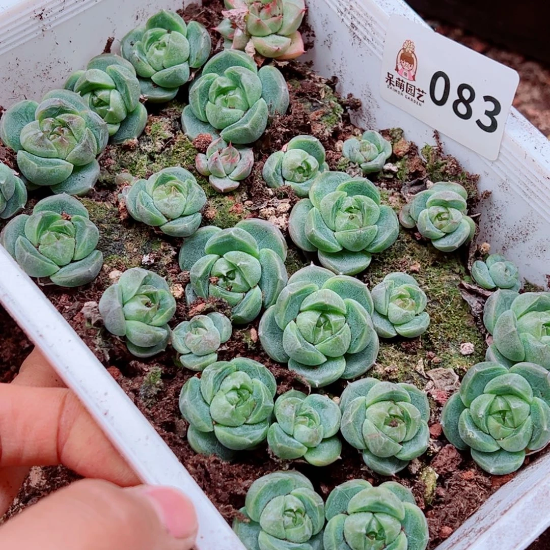 ****逗多肉植物多肉植物
