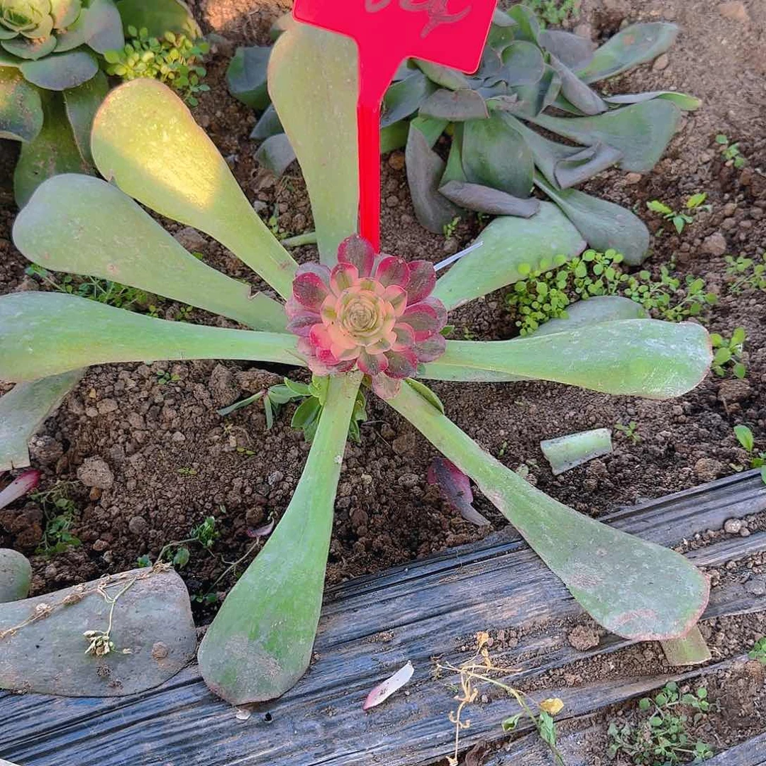 苹**艺824如意多肉哦哦哦