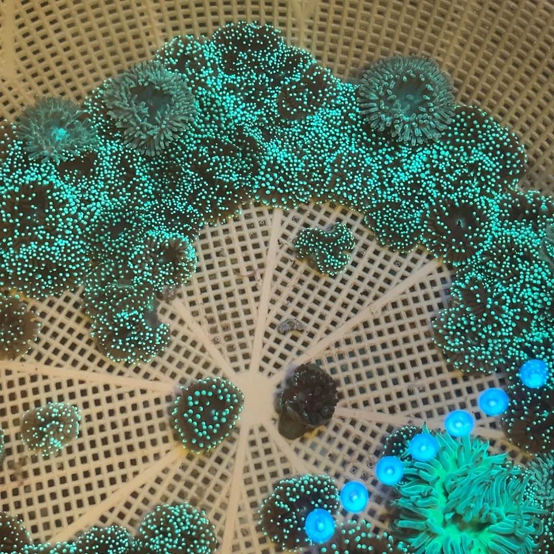 幸***儿纽扣珊瑚红奶11111