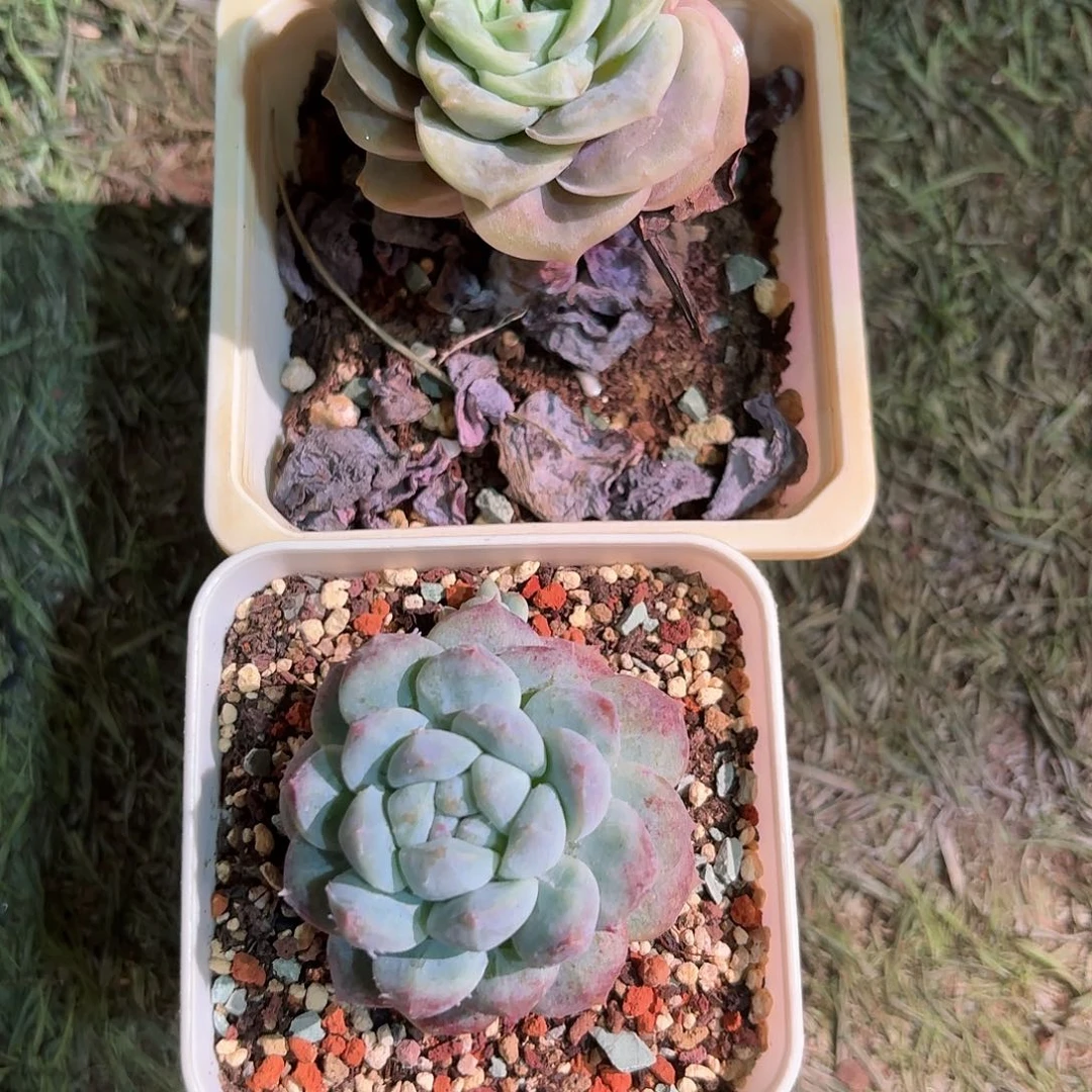 f***t多肉多肉多肉多肉