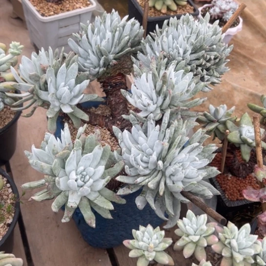 猴****?谢谢宝～一物一拍8新年快乐