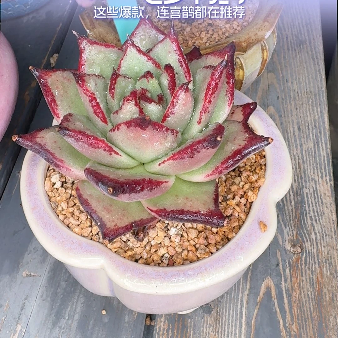 从前慢花园多肉编号0824-75