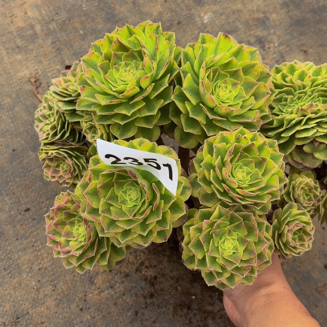 2351多肉植物雨荷缀