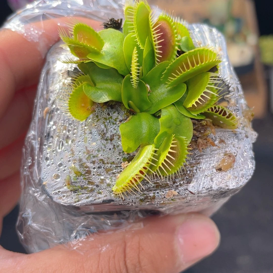 捕蝇草多肉9.9包邮发货
