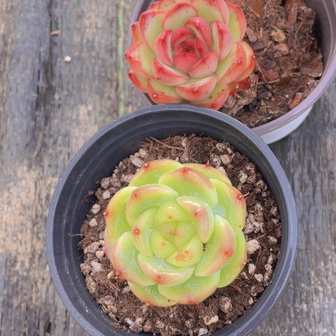 618号 丸叶美肉两个