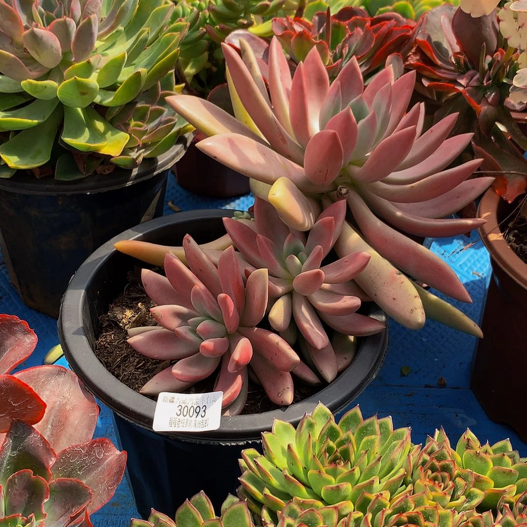 那****桃花源30093多肉多肉率