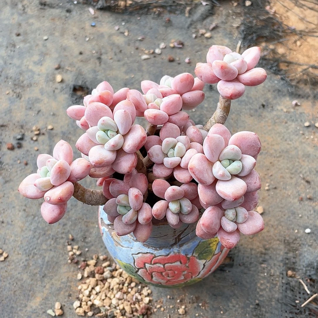 多肉植物多肉植物