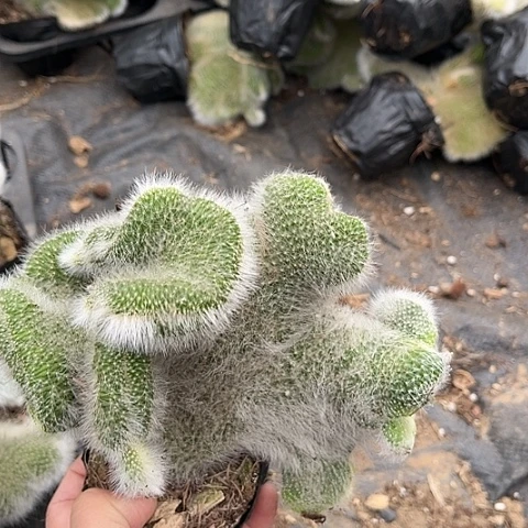 无花朵7388。 12345678