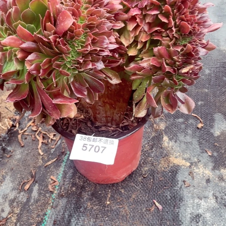 齐**多5707，韶秀玫瑰缀包包邮