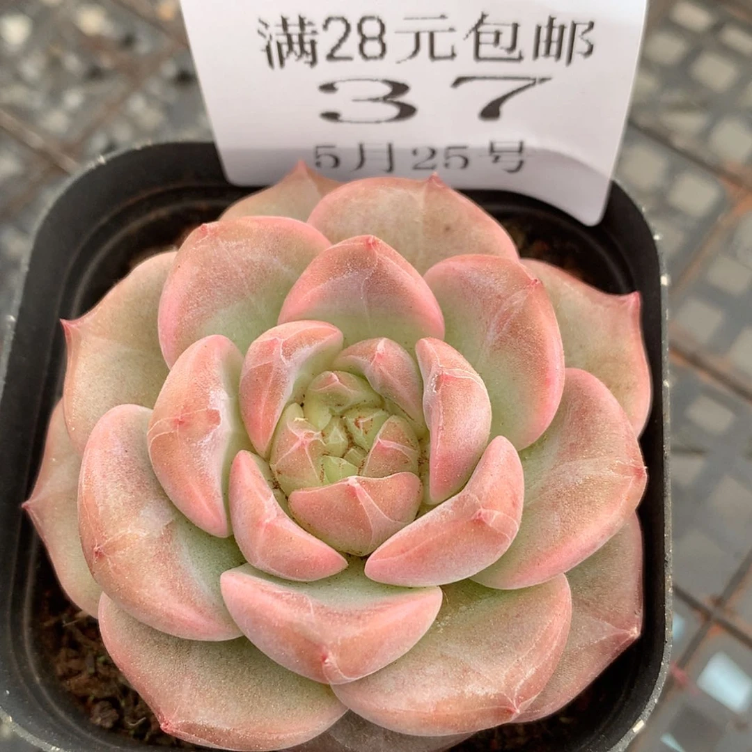 【闪购商品】云37号