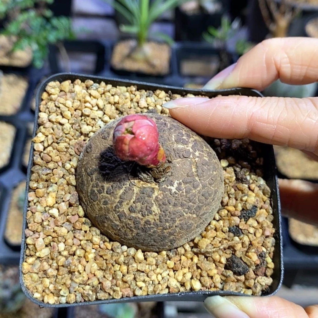 【闪购商品】玫瑰大戟