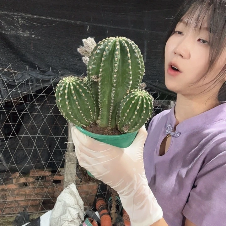 大金刚单头（掉头掉崽不售后）