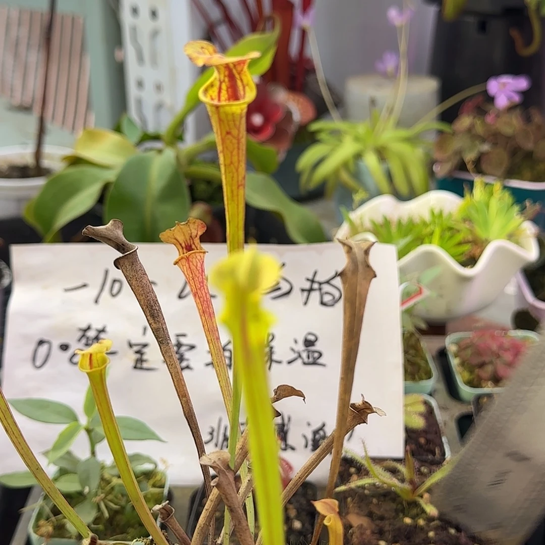 无花朵F99瓶子草小盆