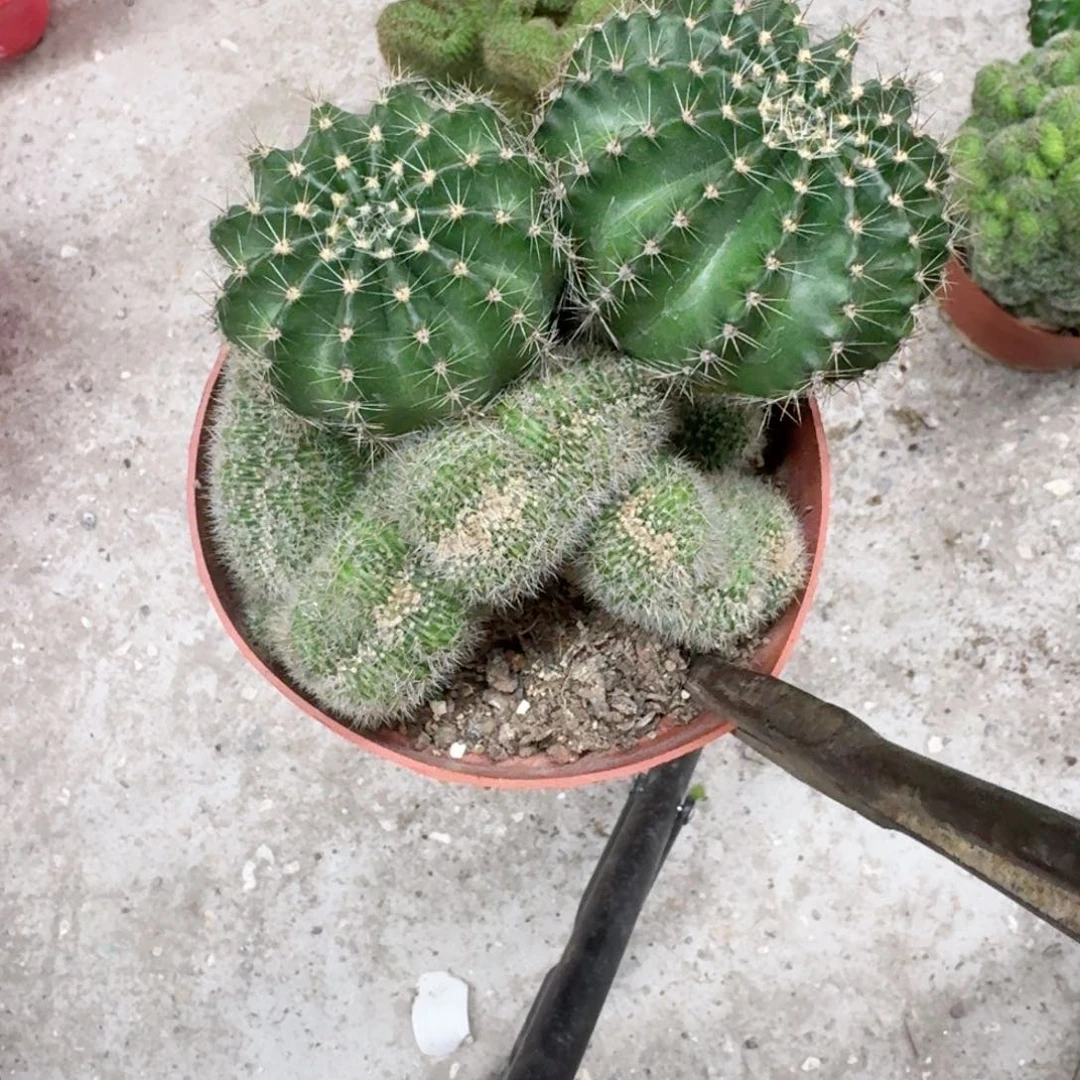 樱***雨无花朵彩草哈哈哈哈哈哈哈哈哈哈