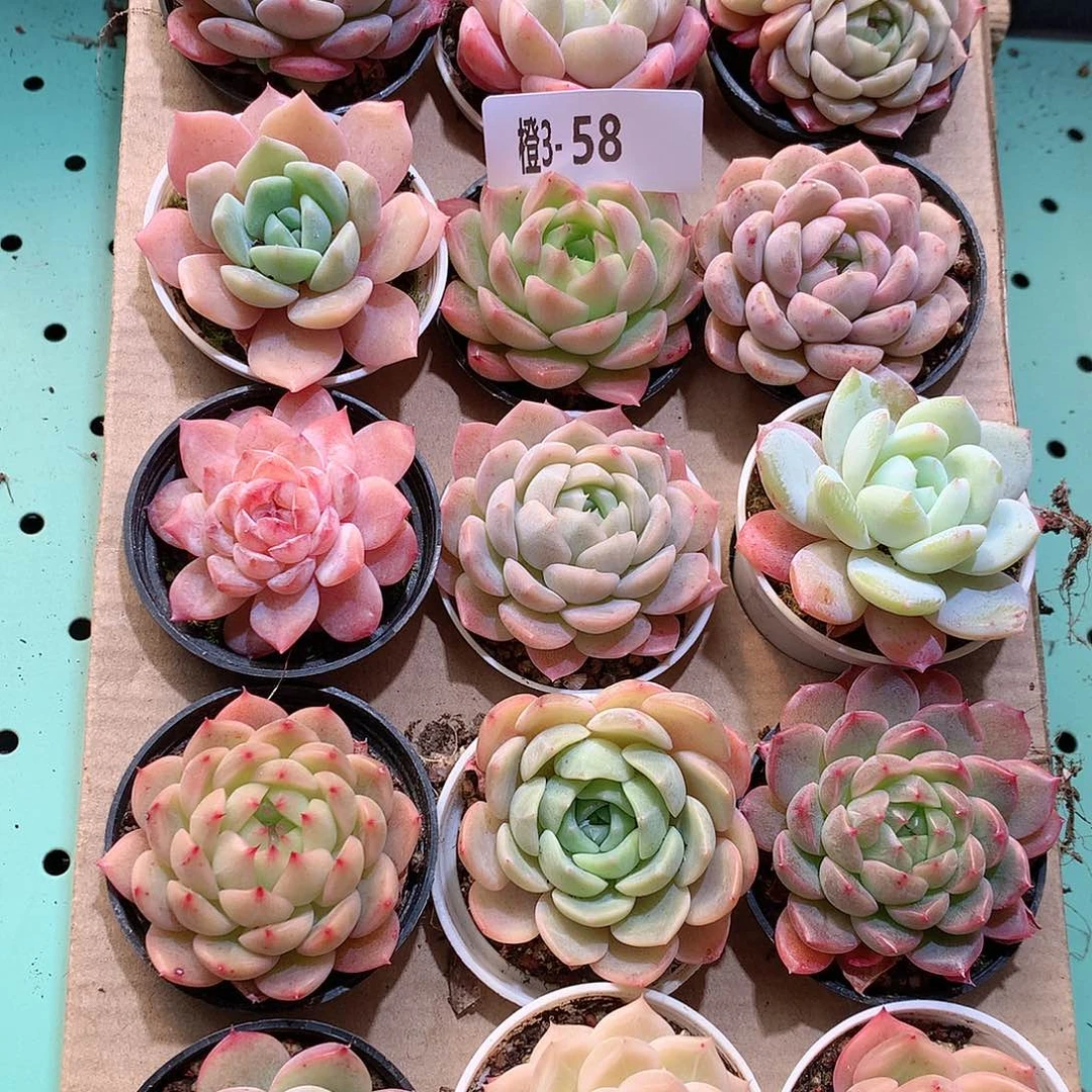 3-58一物一拍带盆18颗