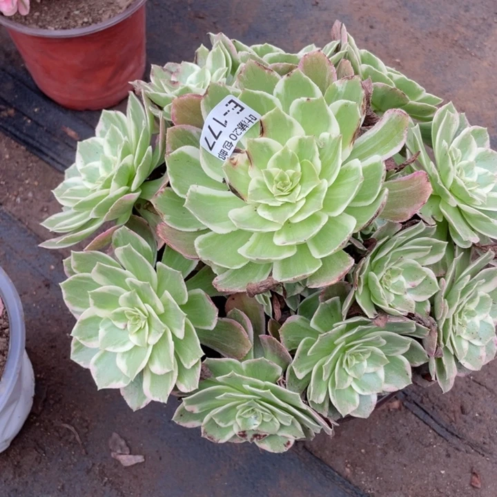 177万花筒多肉123446788