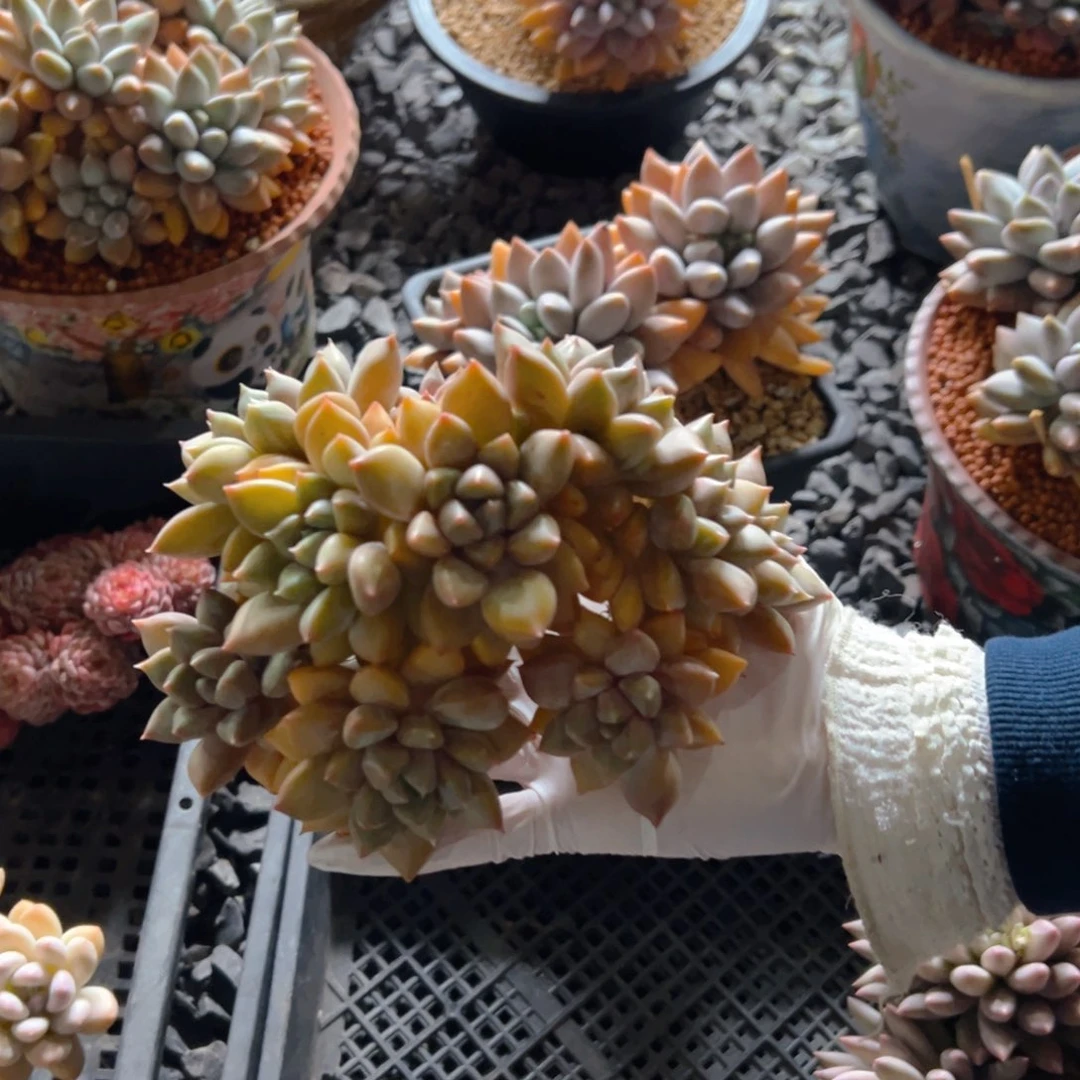 简单111111111111111