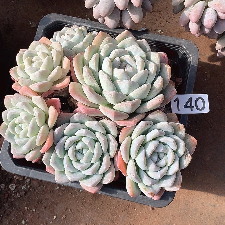 140冰玉 一物一拍多肉