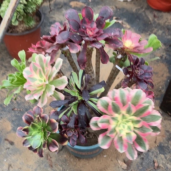 多肉植物嫁接法师41