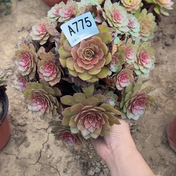 红魔多肉植物775.