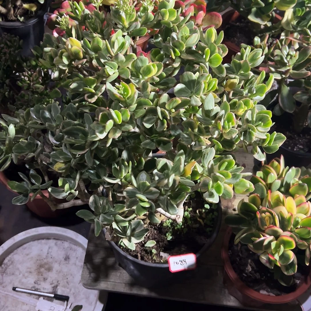 雨***人稀有老三色花月脱土发货1088