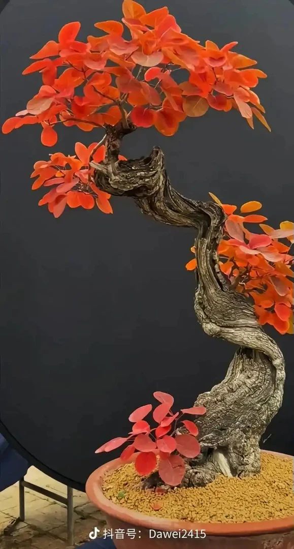 香山红色黄栌盆景实物为准