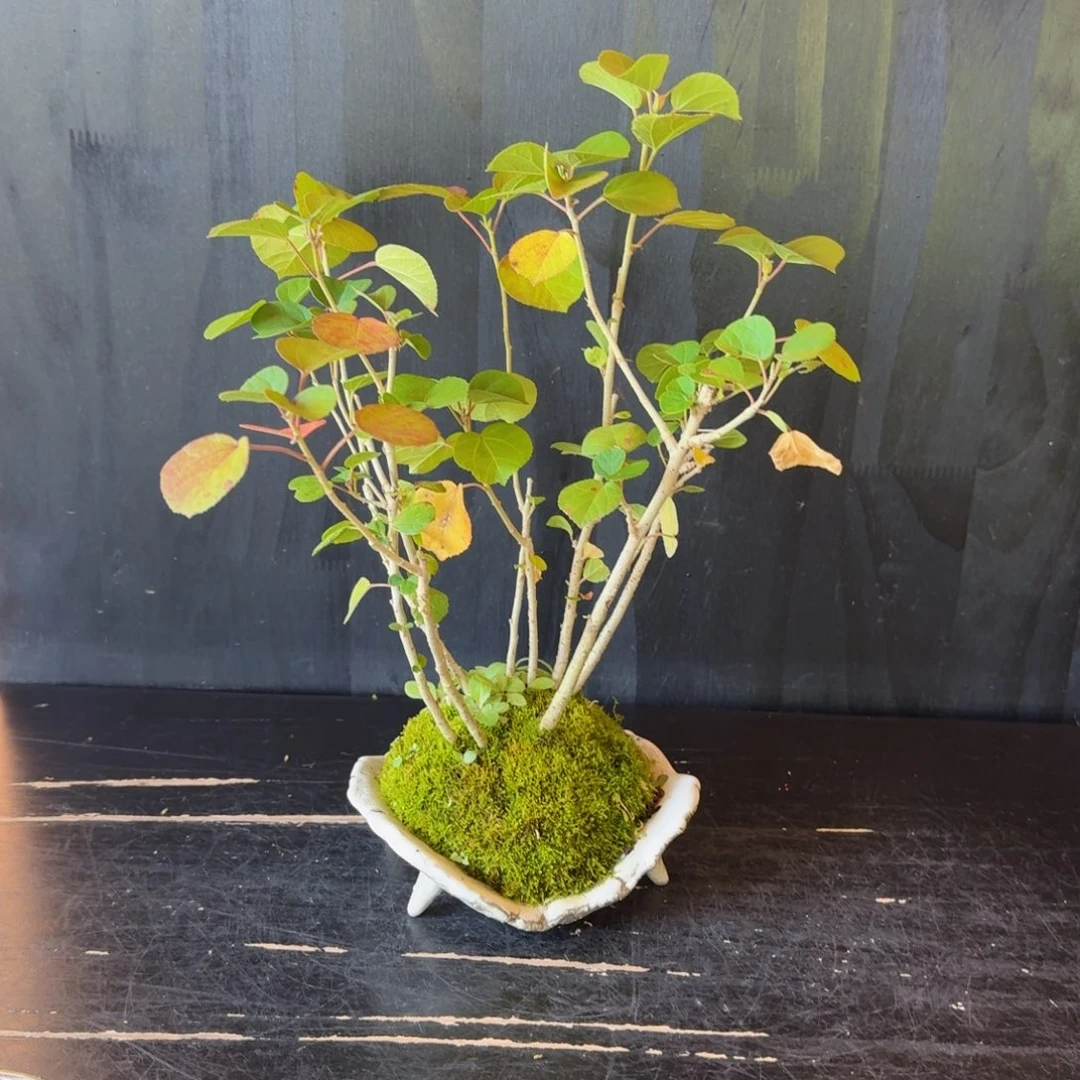 雲***展无花朵滨朴手作盆