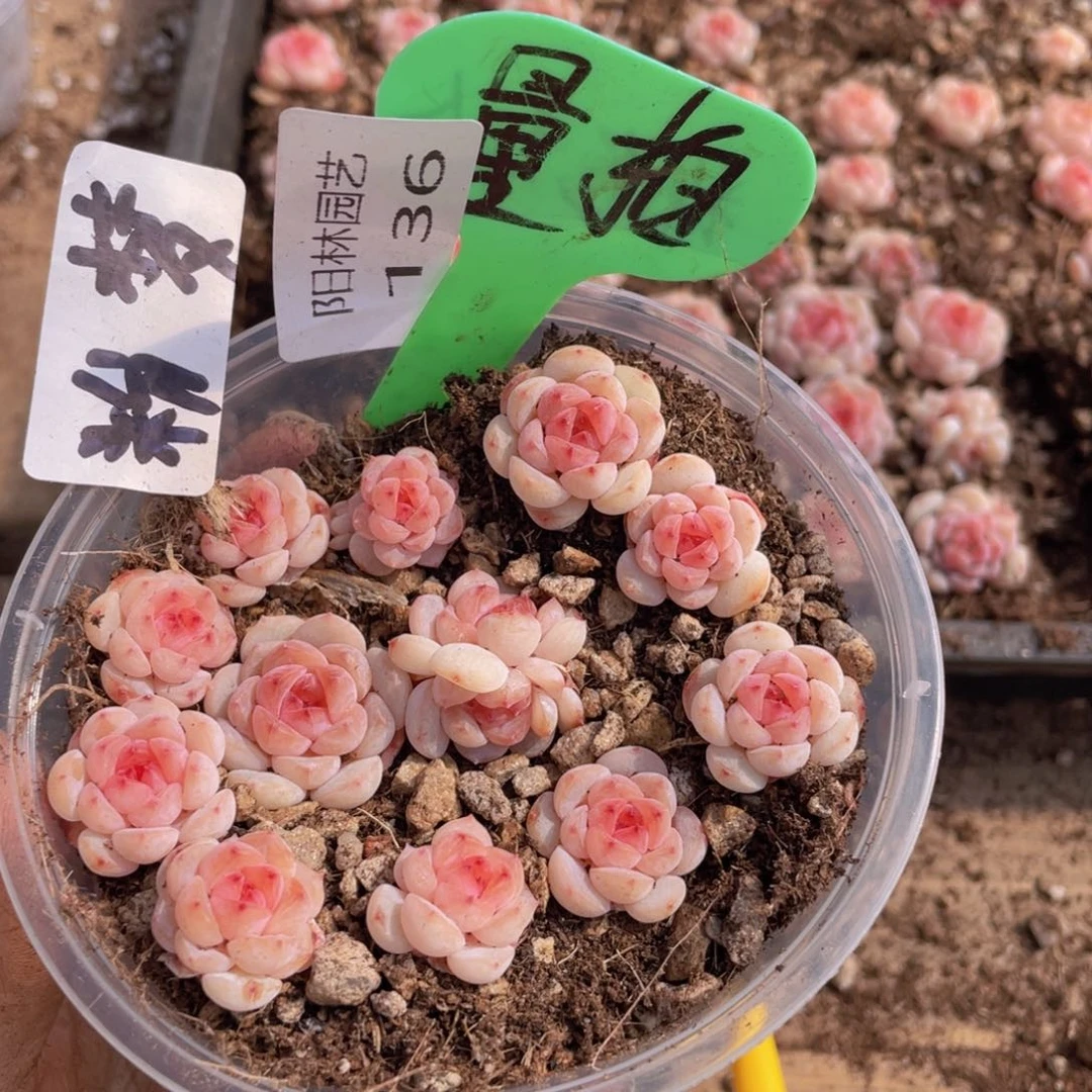 量拍多肉植物多肉植物136