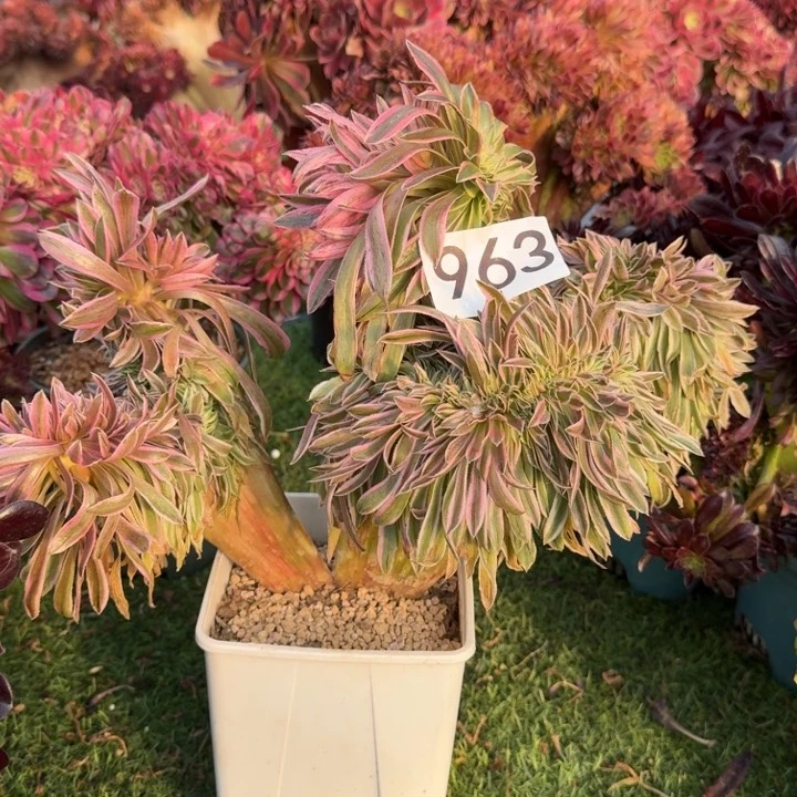 岁***诗夕颜缀化法师锦963