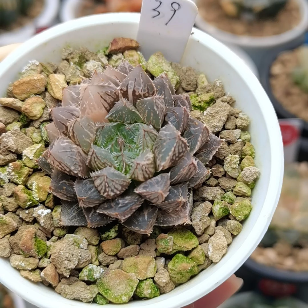 39号楼兰锦一物一拍带盆土发货