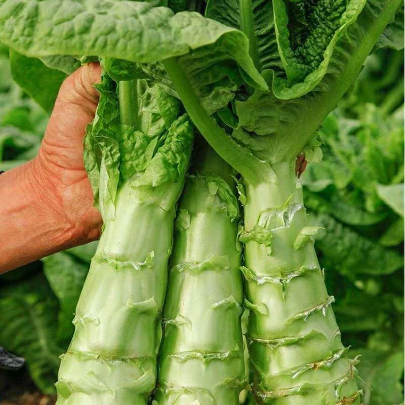 【众旺农场】莴笋 新鲜带叶子莴笋 拍3斤发5斤 顺丰包邮