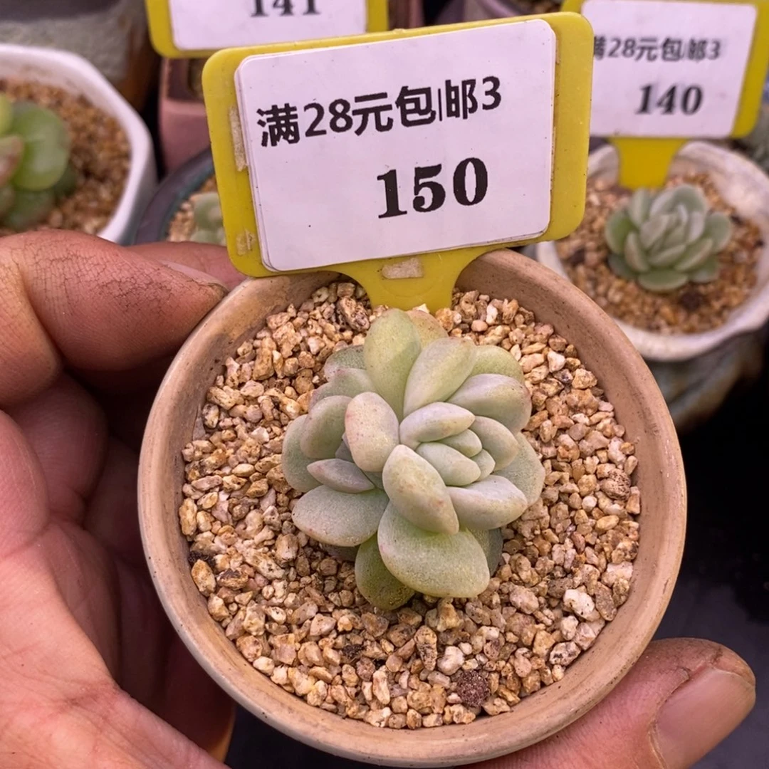 3150冰玉石化朵朵缀