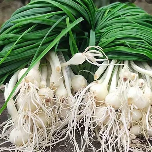 新鲜小根蒜野山葱野葱薤白春季蔬菜包饺子小香葱苦蒜