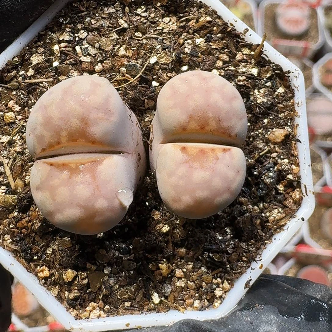 生石花33:：。  130