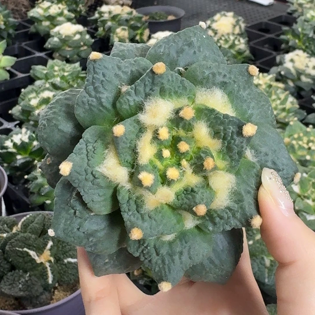 *****花友专拍福利价1111