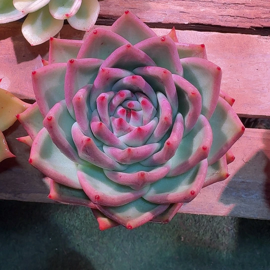 八爪鱼东云多肉多肉多肉