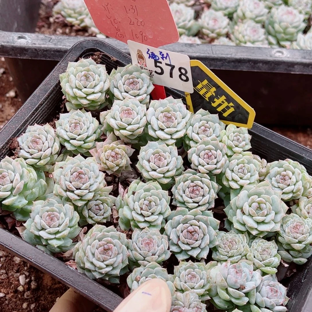 多肉植物多肉植物