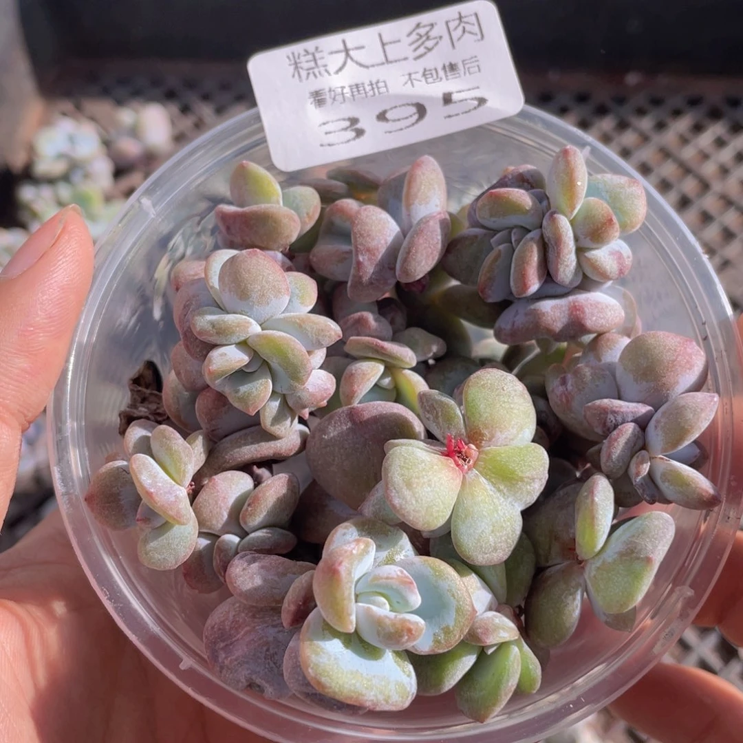 糕大上多肉植物395