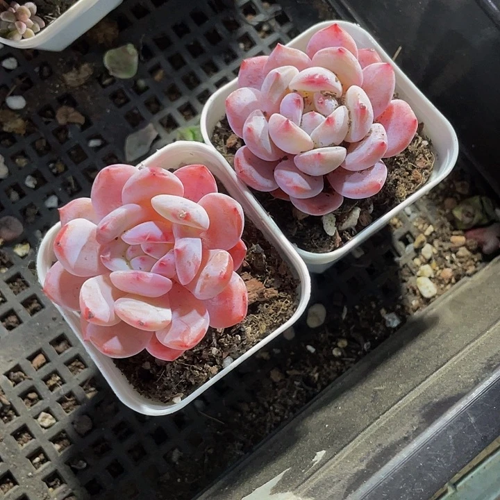 单头仙女橙带盆土发